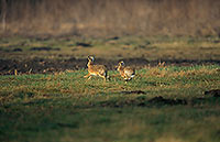 Lièvre - Brown Hare - 16611