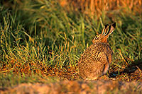 Lièvre - Brown Hare - 16612