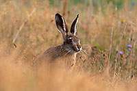 Lièvre - Brown Hare  - 16613