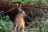Lièvre - Brown Hare  - 16615