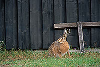 Lièvre - Brown Hare  - 16618