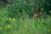 Lièvre - Brown Hare  - 16620