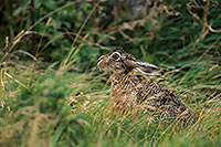 Lièvre - Brown Hare  - 16622