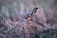 Lièvre - Brown Hare  - 16624