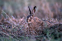 Lièvre - Brown Hare - 16626 Lièvre - Brown Hare - 16626