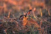 Lièvre - Brown Hare  - 16631