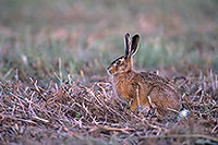 Lièvre - Brown Hare  - 16634