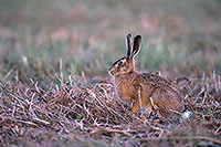 Lièvre - Brown Hare - 16634 Lièvre - Brown Hare - 16634