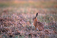Lièvre - Brown Hare - 16635 Lièvre - Brown Hare - 16635