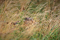 Lièvre - Brown Hare - 16637 Lièvre - Brown Hare - 16637