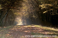 Foret, lac de Madine, Meuse, France - FME187 Foret, lac de Madine, Meuse, France - FME187