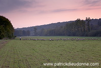 Troupeau de moutons, Meuse, France - FME106