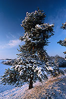 Pin sous la neige, vallée Moselle, Lorraine, France - 17093