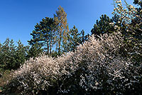 Arbustes en fleurs au printemps, près de Toul, France - 17119