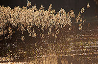 Phragmites (Phragmites australis), vallée de la Moselle, France -  17151