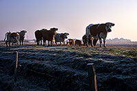 Vaches dans les marais de Machecoul, Vendée, France - 17240