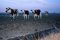Vaches dans les marais de Machecoul, Vendée, France - 17241
