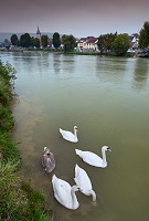 Cygnes sur la Marne, Damery, Marne (51), France - FMV360