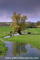 Meuse - Saule et vaches au pre - 18401