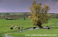 Meuse - Saule et vaches au pre - 18402 Meuse - Saule et vaches au pre - 18402