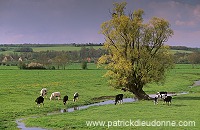 Meuse - Saule et vaches au pre - 18402