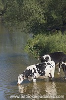 Vaches buvant dans la Meuse, Meuse (55), France - FME203