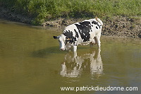 Vaches buvant dans la Meuse, Meuse (55), France - FME205