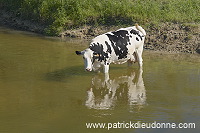 Vaches buvant dans la Meuse, Meuse (55), France - FME205 Vaches buvant dans la Meuse, Meuse (55), France - FME205