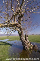 Saules en plaine de Meuse (55), France - FME113 Saules en plaine de Meuse (55), France - FME113