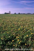 Mouzay, Meuse - Prairies humides, vallee de la Meuse - 18455