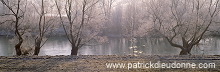 Saules et givre, riviere Meuse, Lorraine, France - FME163 Saules et givre, riviere Meuse, Lorraine, France - FME163