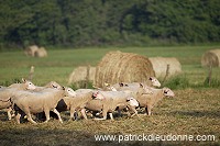 Moutons dans vallee de Meuse (55), France - FME210