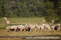 Moutons dans vallee de Meuse (55), France - FME212