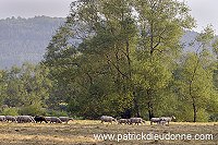 Moutons dans vallee de Meuse (55), France - FME213