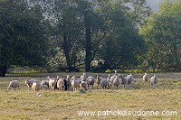 Moutons dans vallee de Meuse (55), France - FME214