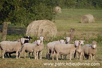 Moutons dans vallee de Meuse (55), France - FME215