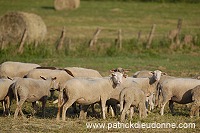 Moutons dans vallee de Meuse (55), France - FME216
