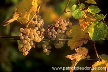 Riesling grapes, Alsace, France - FR-ALS-0439