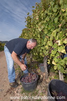 Vendange en Alsace (Grapes Harvest), Alsace, France - FR-ALS-0531