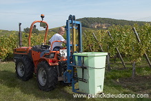 Vendange en Alsace (Grapes Harvest), Alsace, France - FR-ALS-0533