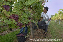 Vendange en Alsace (Grapes Harvest), Alsace, France - FR-ALS-0536
