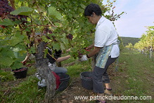 Vendange en Alsace (Grapes Harvest), Alsace, France - FR-ALS-0537