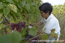Vendange en Alsace (Grapes Harvest), Alsace, France - FR-ALS-0538