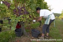 Vendange en Alsace (Grapes Harvest), Alsace, France - FR-ALS-0539