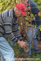 Vendange en Alsace (Grapes Harvest), Alsace, France - FR-ALS-0542