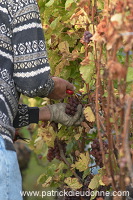Vendange en Alsace (Grapes Harvest), Alsace, France - FR-ALS-0543
