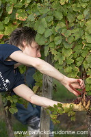 Vendange en Alsace (Grapes Harvest), Alsace, France - FR-ALS-0544