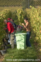 Vendange en Alsace (Grapes Harvest), Alsace, France - FR-ALS-0546 Vendange en Alsace (Grapes Harvest), Alsace, France - FR-ALS-0546