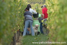 Vendange en Alsace (Grapes Harvest), Alsace, France - FR-ALS-0547 Vendange en Alsace (Grapes Harvest), Alsace, France - FR-ALS-0547