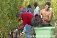 Vendange en Alsace (Grapes Harvest), Alsace, France - FR-ALS-0548 Vendange en Alsace (Grapes Harvest), Alsace, France - FR-ALS-0548